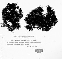 Cetraria nigricans image